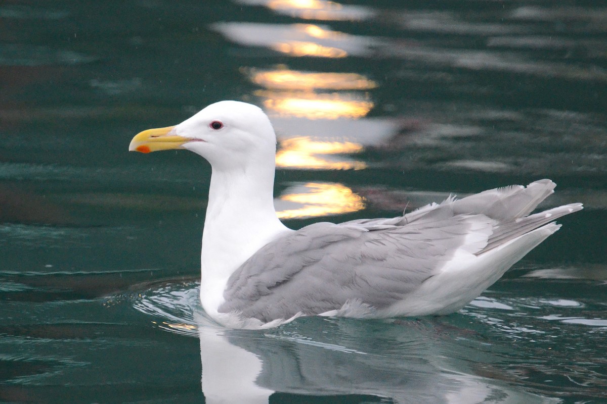 Glaucous-winged Gull - ML646202561