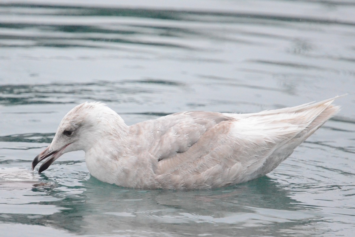 Glaucous-winged Gull - ML646202562