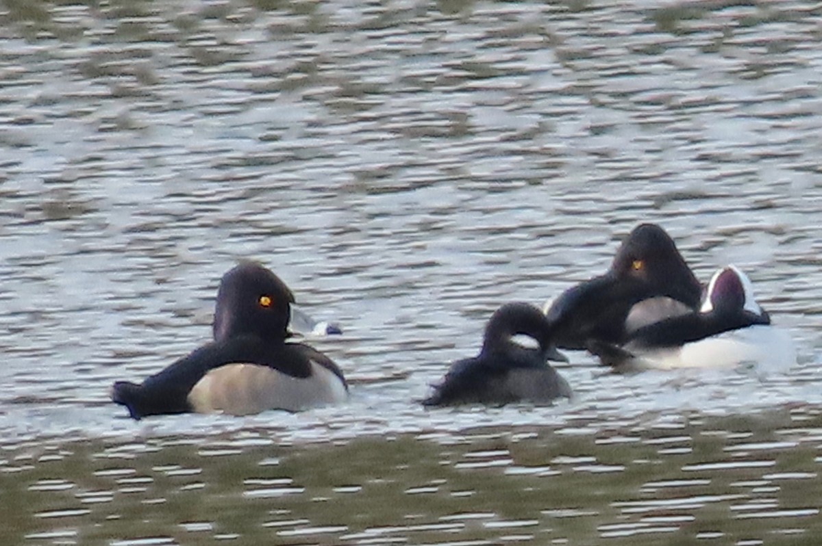 Ring-necked Duck - ML646202572