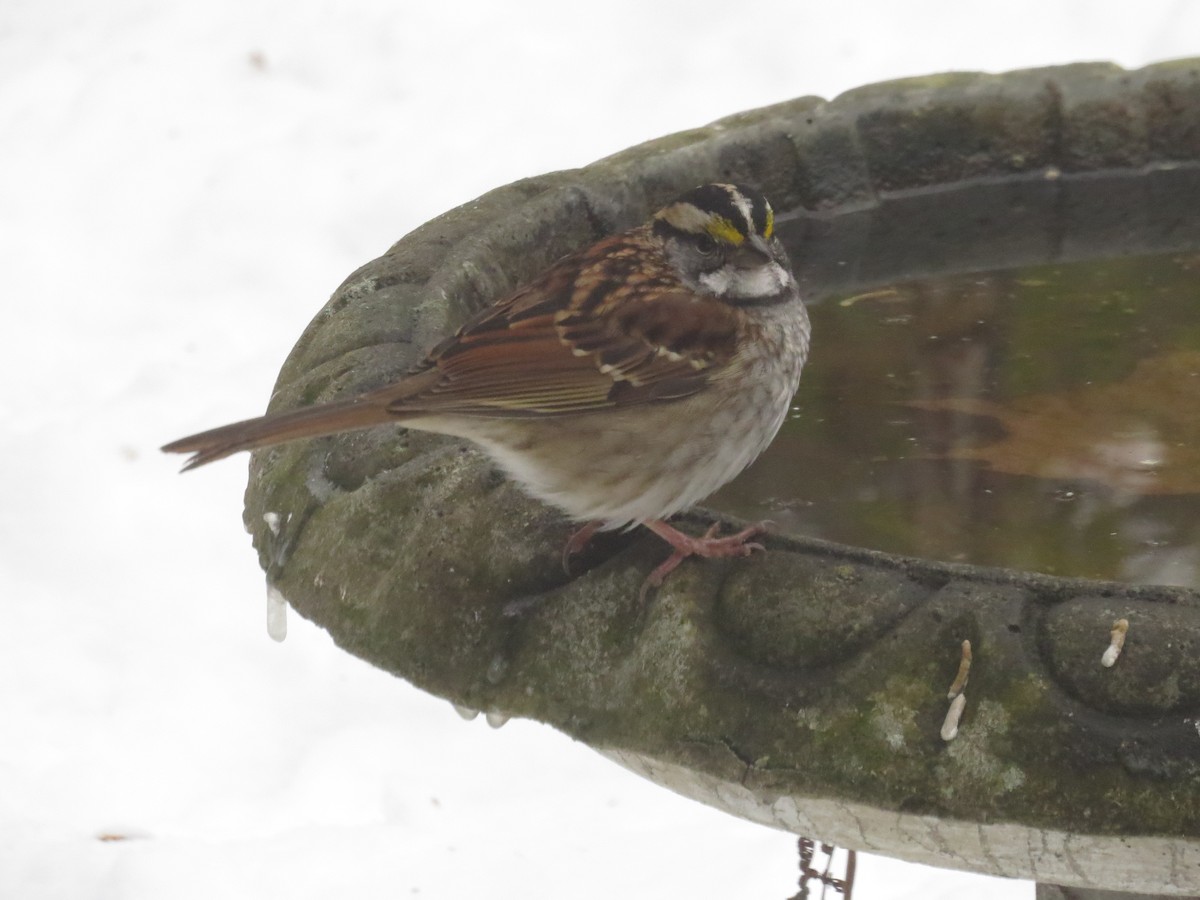 White-throated Sparrow - ML646202573