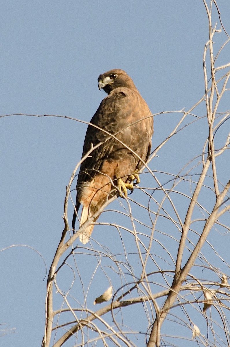 Red-tailed Hawk - ML646202576
