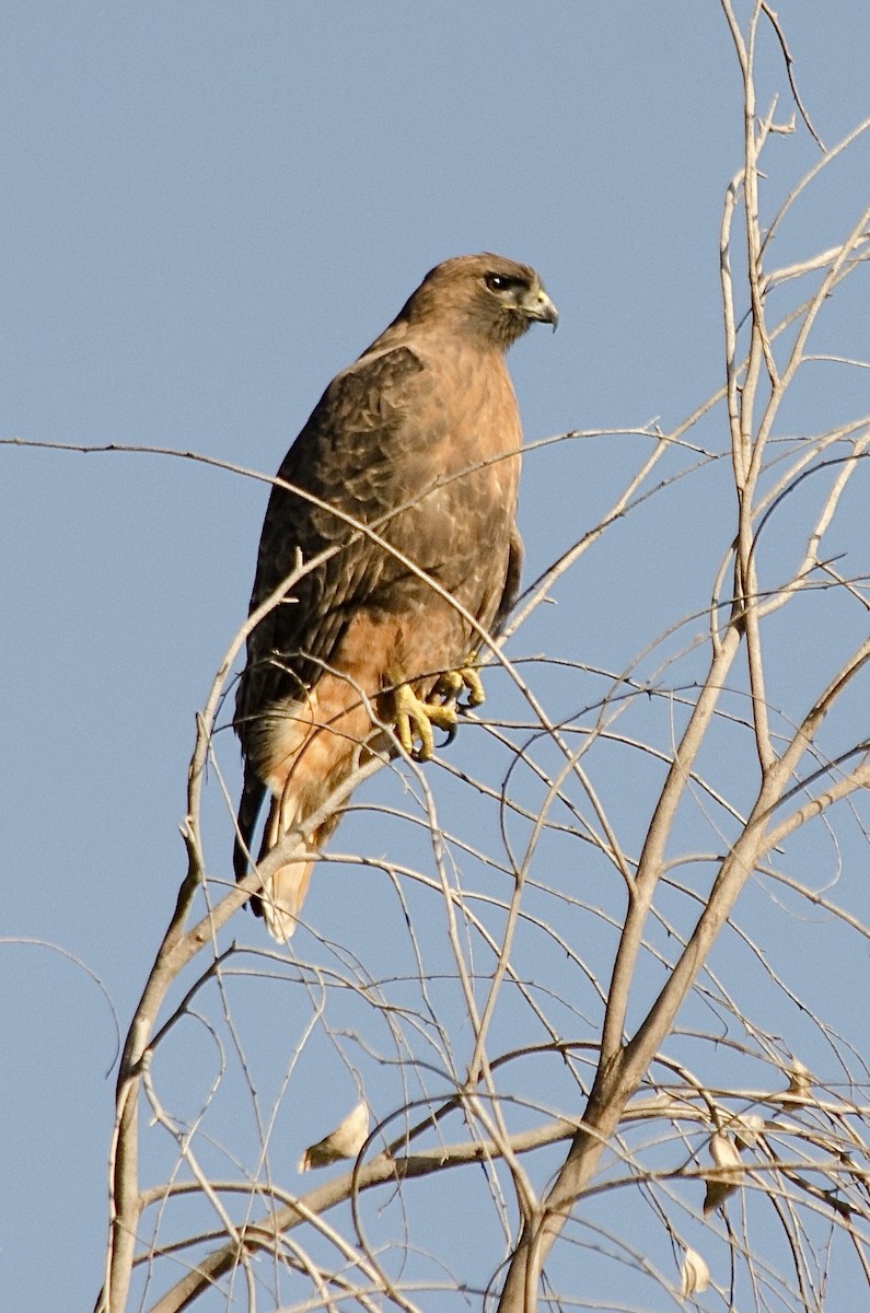 Red-tailed Hawk - ML646202577