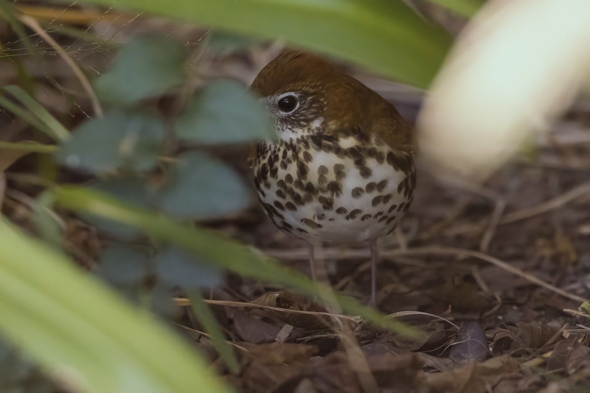 Wood Thrush - ML646202578