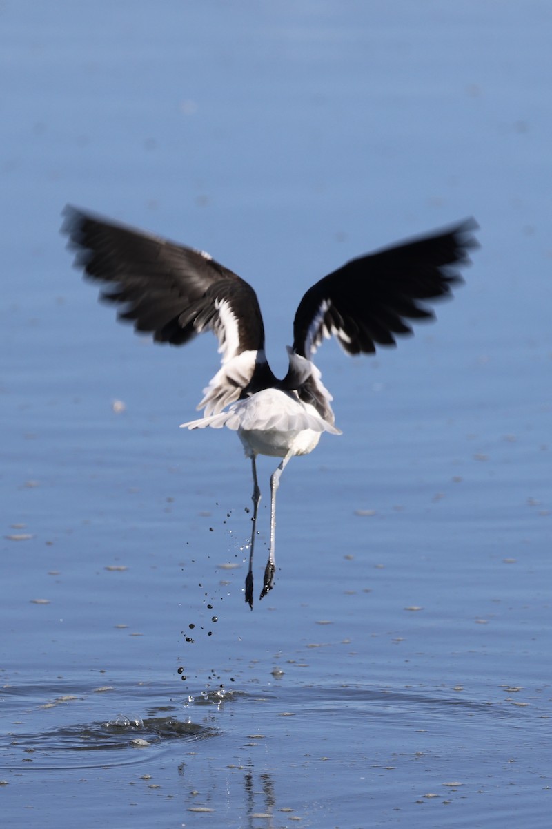 American Avocet - ML646202580