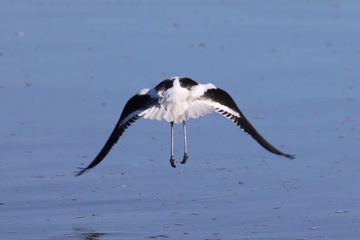 American Avocet - ML646202581