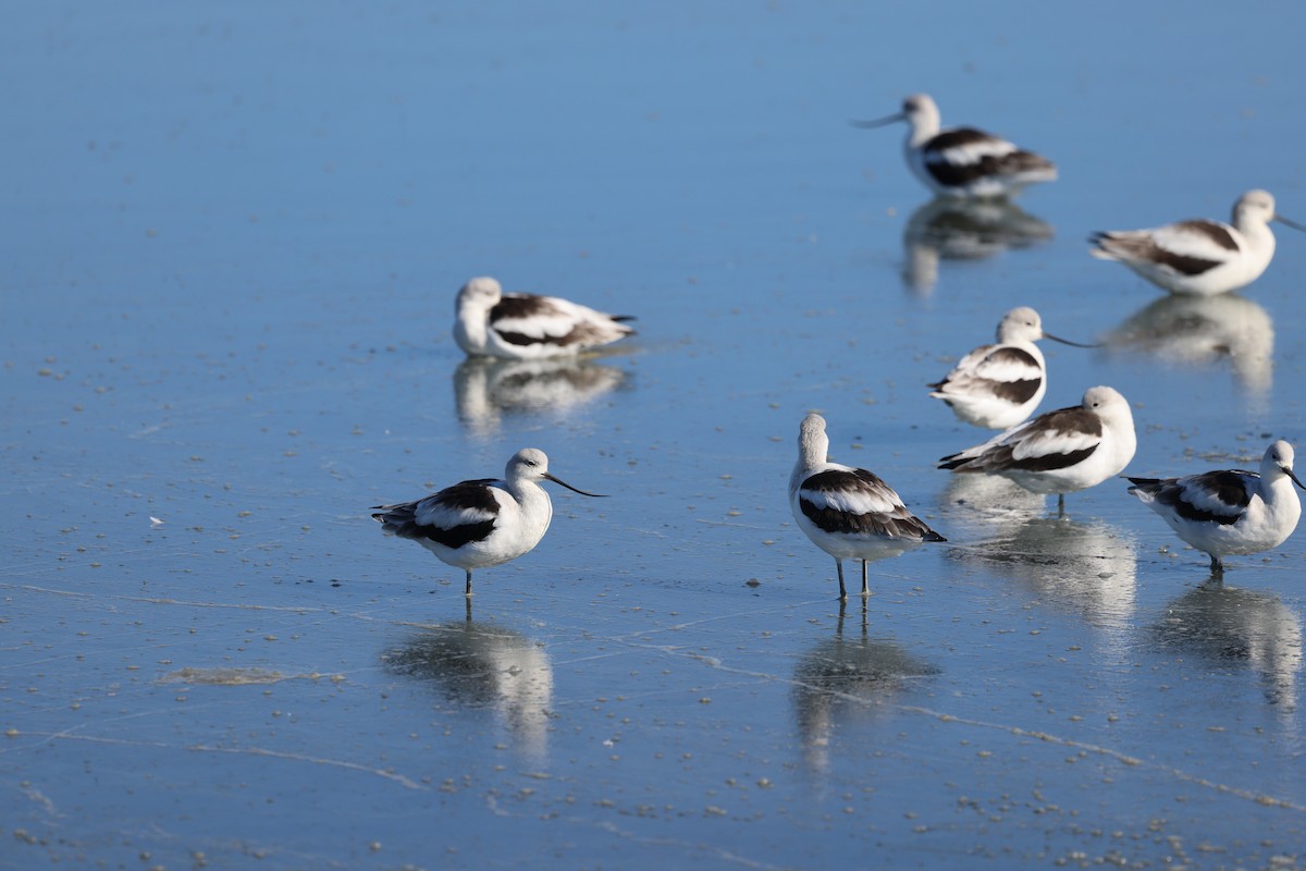 American Avocet - ML646202582