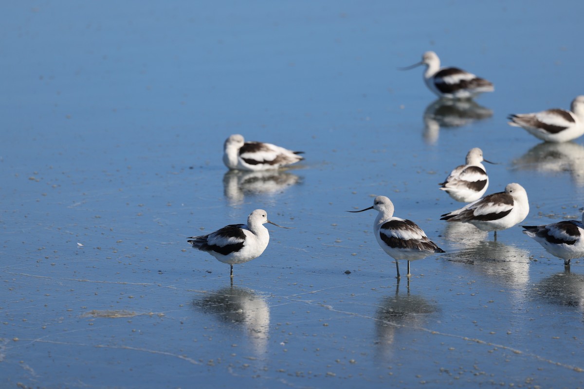 American Avocet - ML646202583