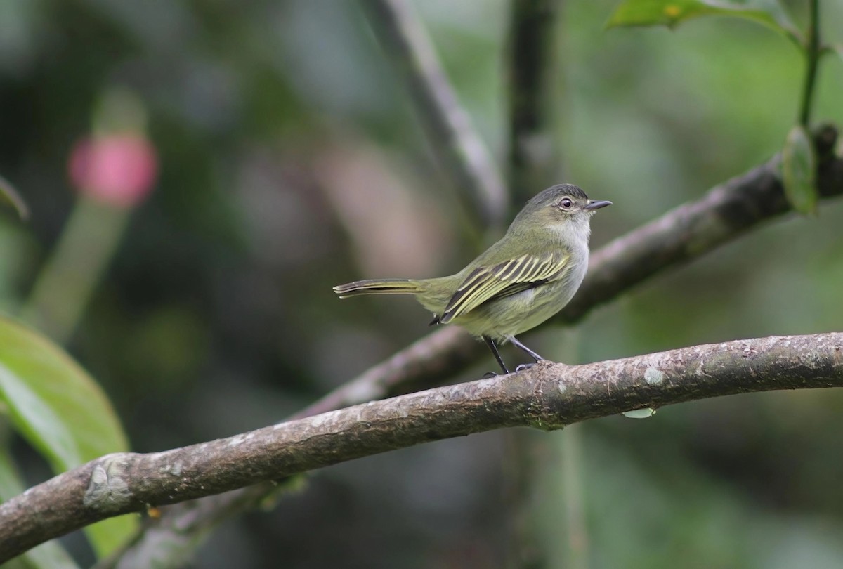 Mistletoe Tyrannulet - ML646202585