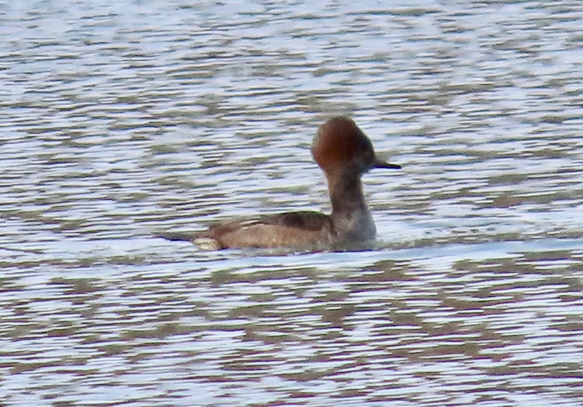 Hooded Merganser - ML646202593