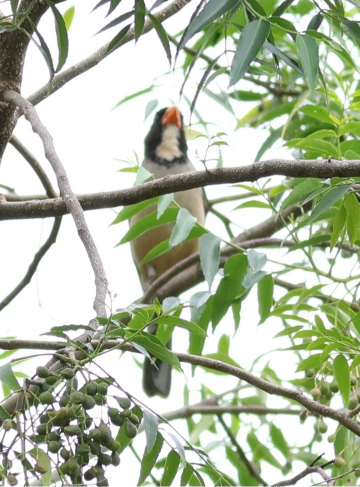 キバシイカル - ML646202598