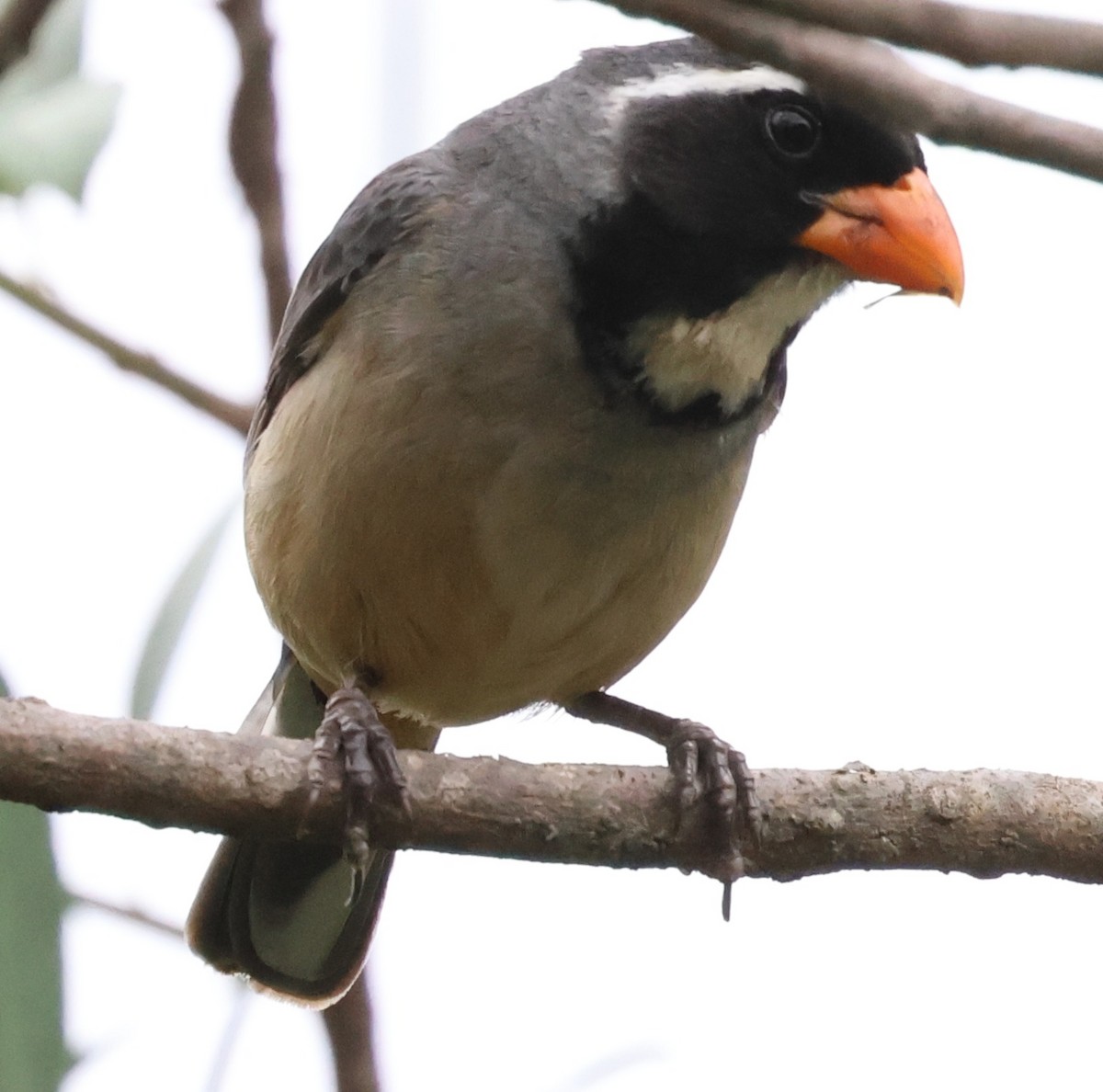 キバシイカル - ML646202599