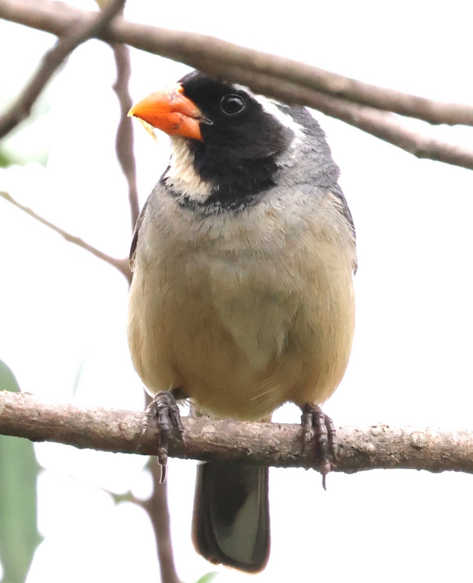 キバシイカル - ML646202600