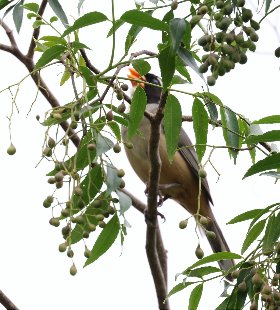 キバシイカル - ML646202601