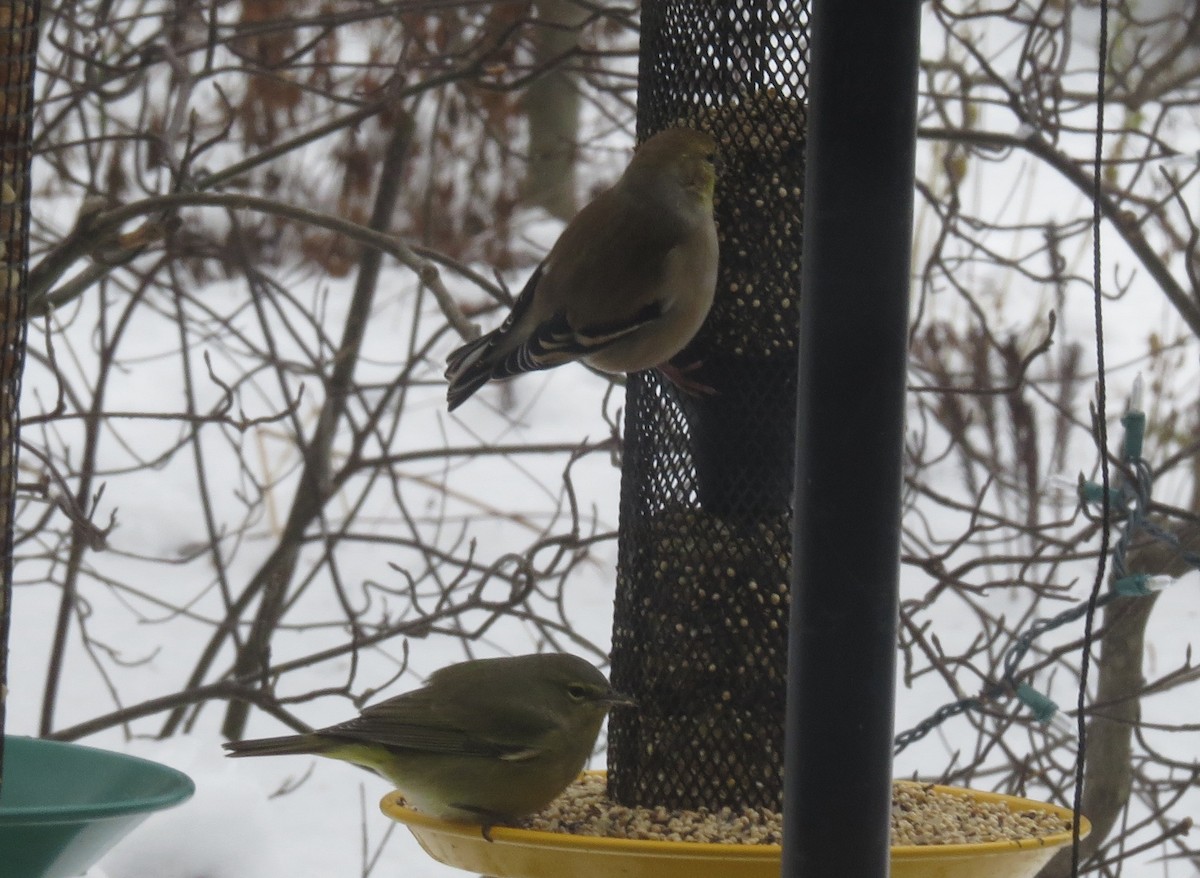 Orange-crowned Warbler - ML646202603