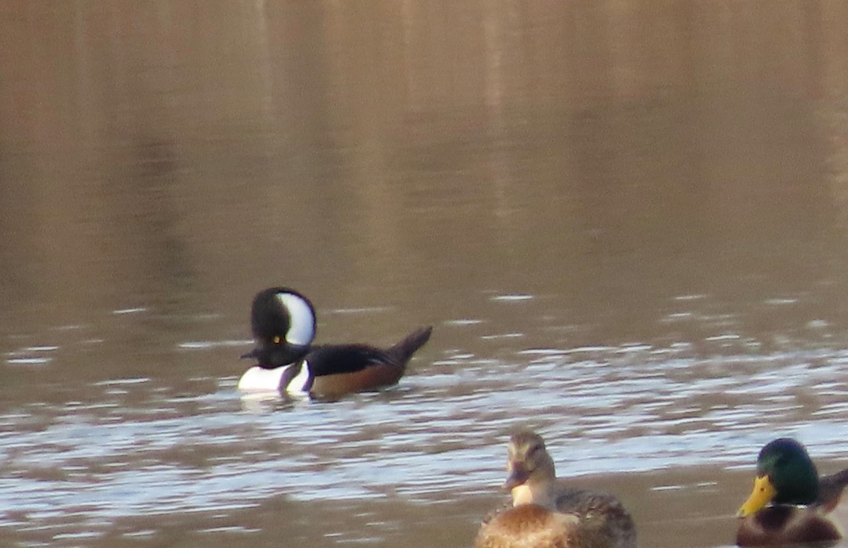 Hooded Merganser - ML646202606