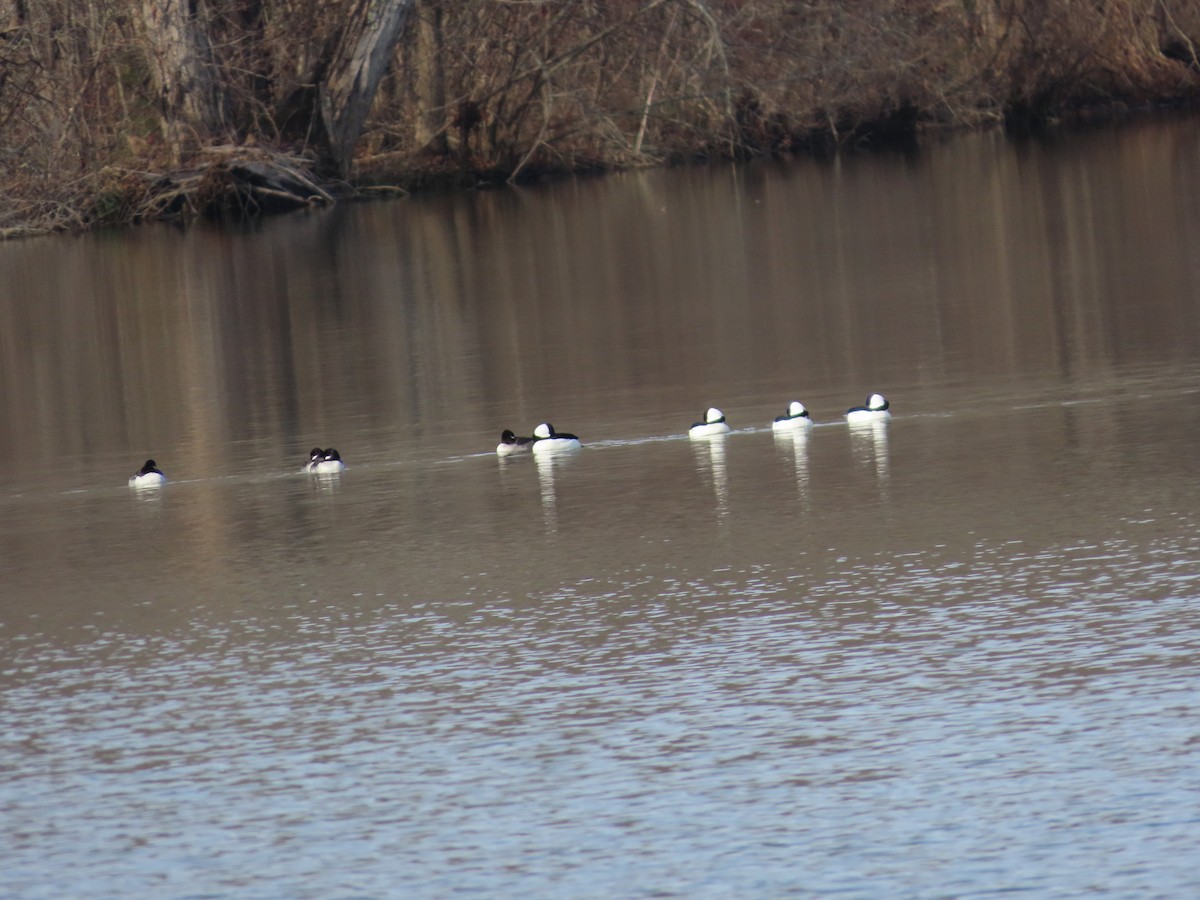 Bufflehead - ML646202611