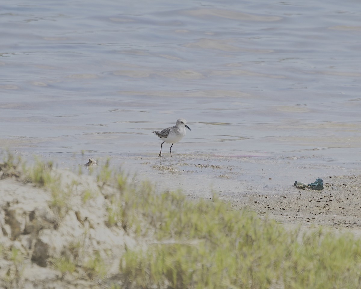 Little Stint - ML646202613