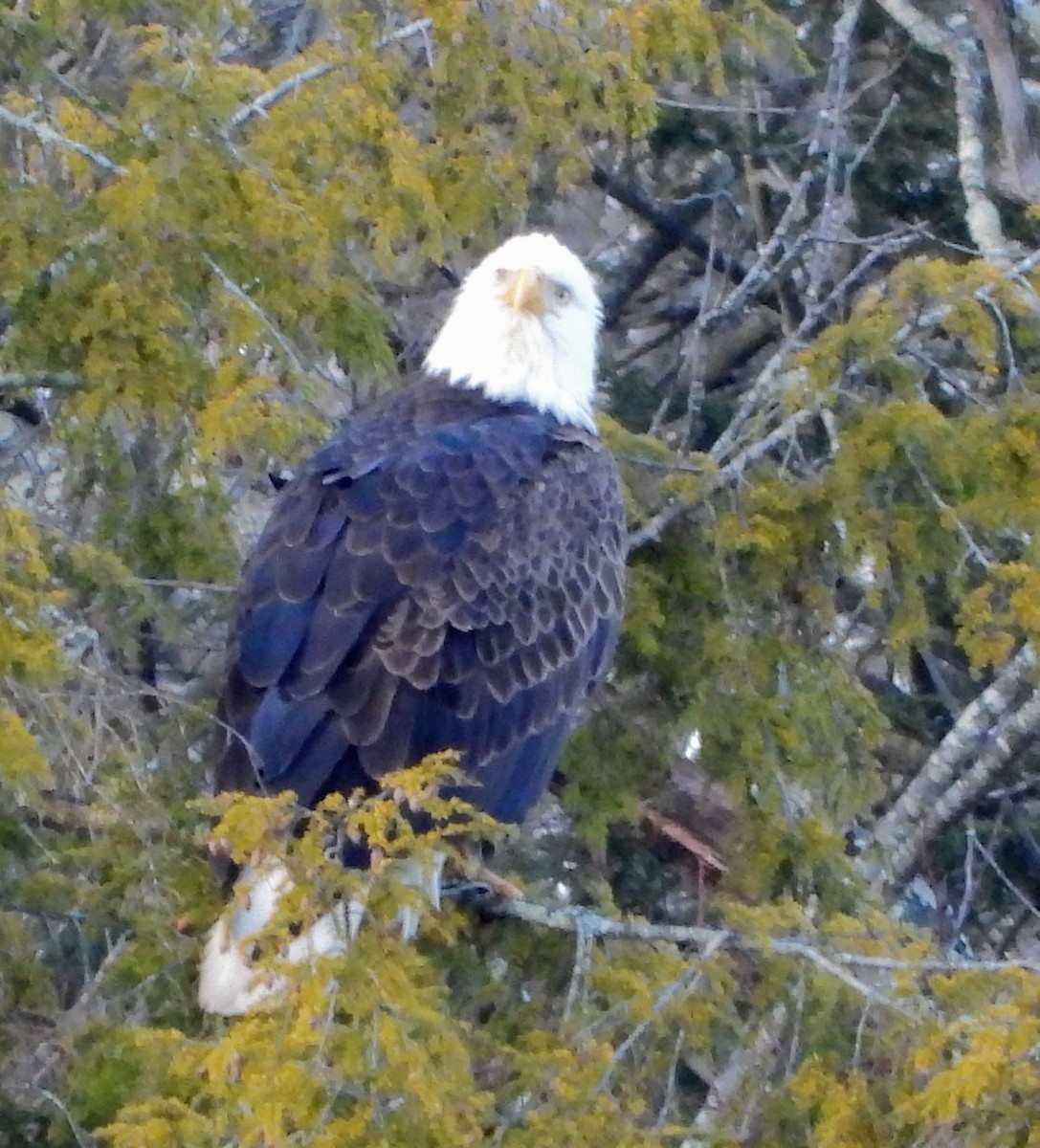 orel bělohlavý - ML646202614