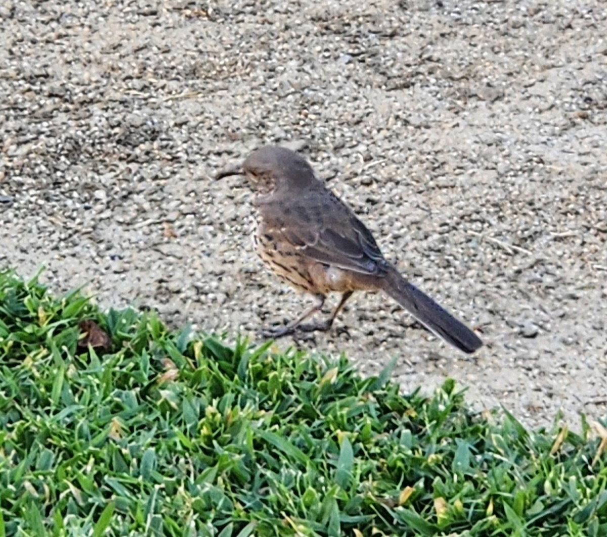 Moqueur gris - ML646202623