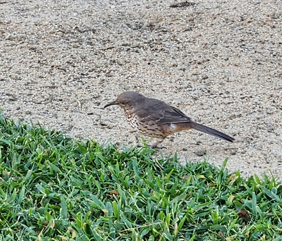 Moqueur gris - ML646202624