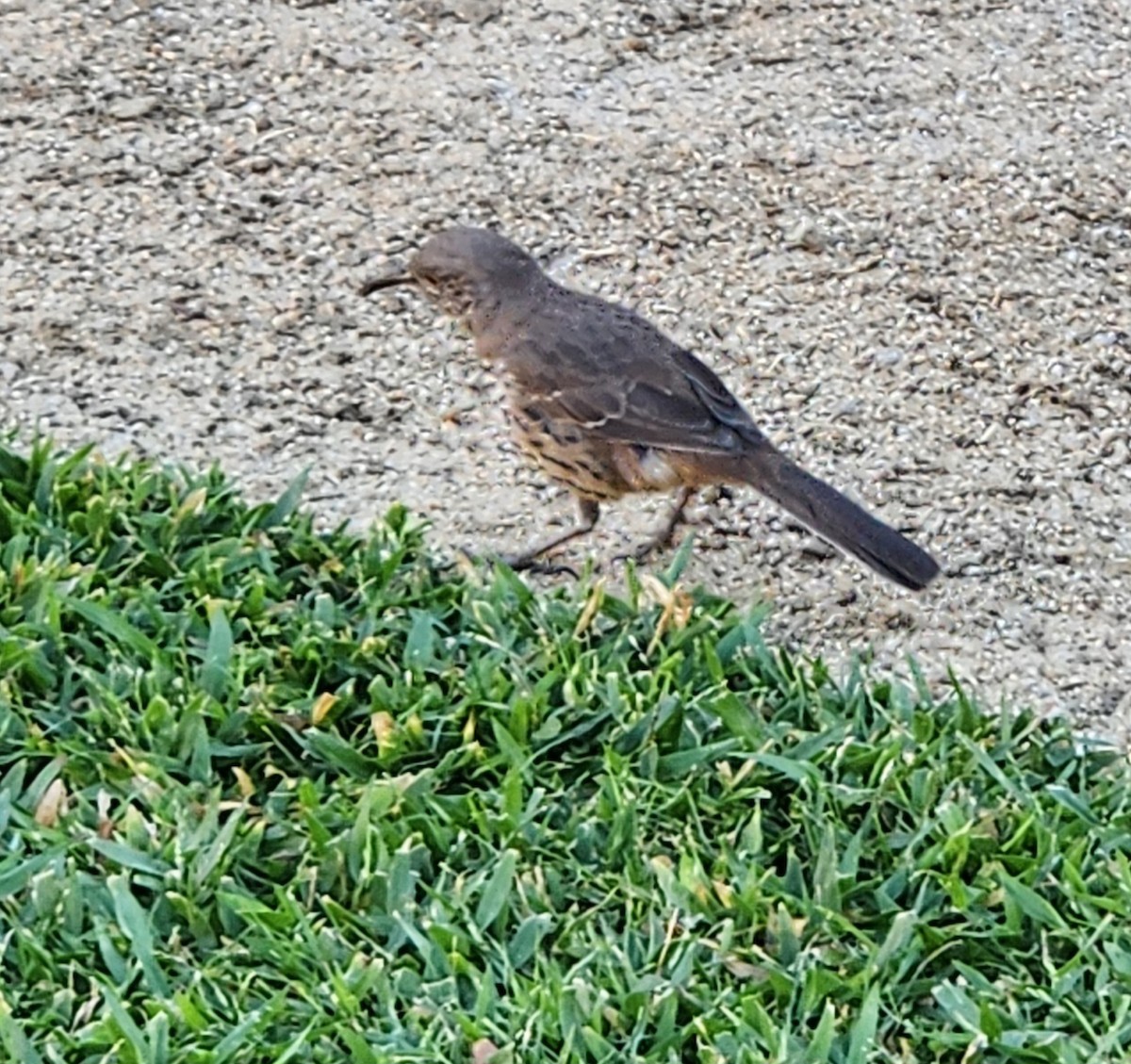 Moqueur gris - ML646202625