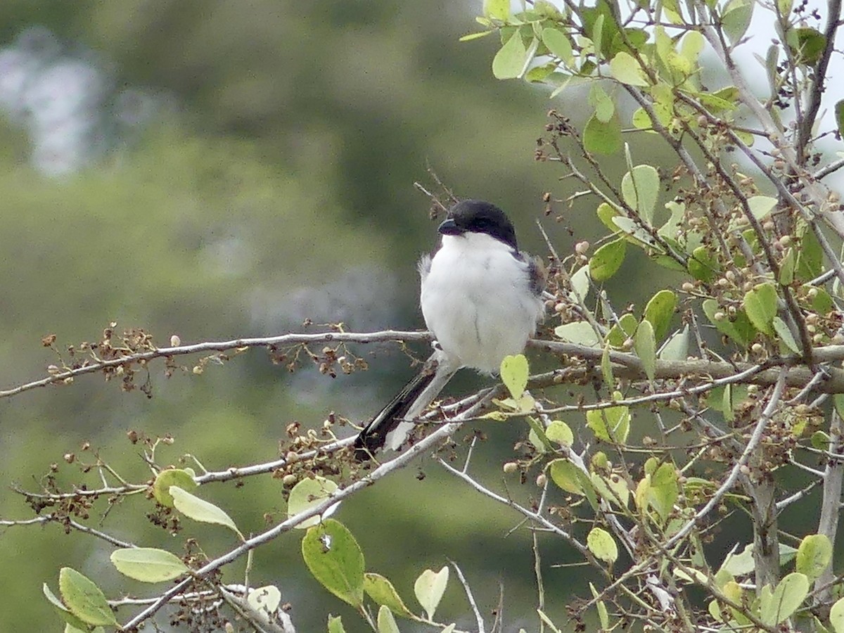 Сорокопуд чорноголовий - ML646202627