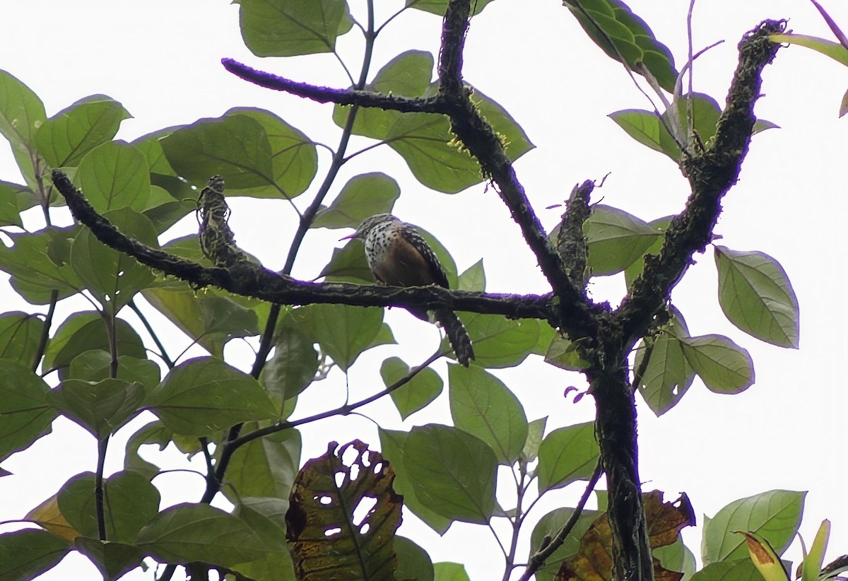 střízlík proužkovaný - ML646202631