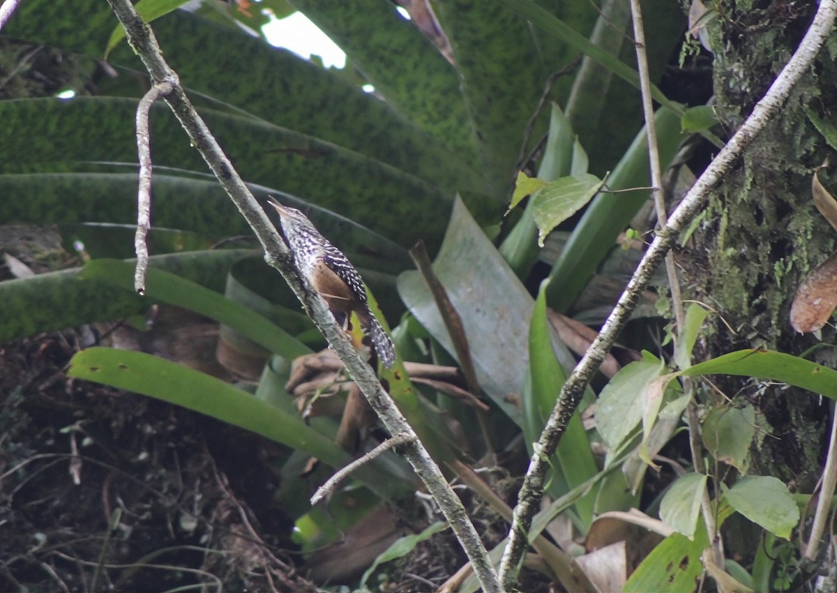 střízlík proužkovaný - ML646202632