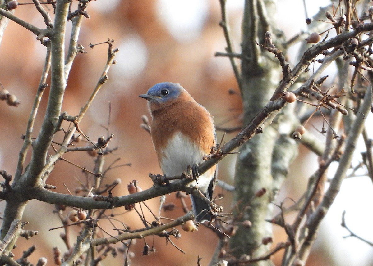 Azulejo Oriental - ML646202633