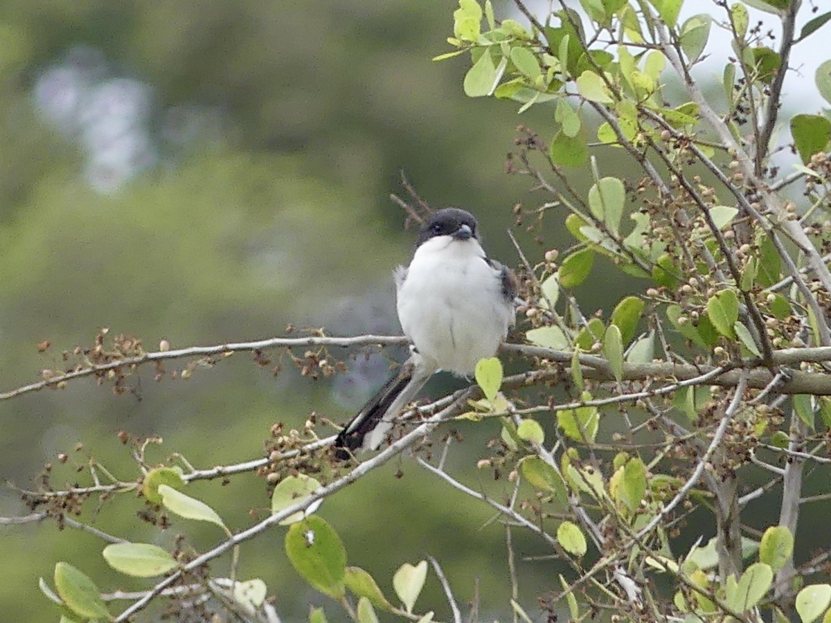 Сорокопуд чорноголовий - ML646202639