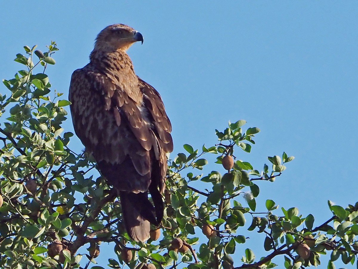 Tawny Eagle - ML646202649