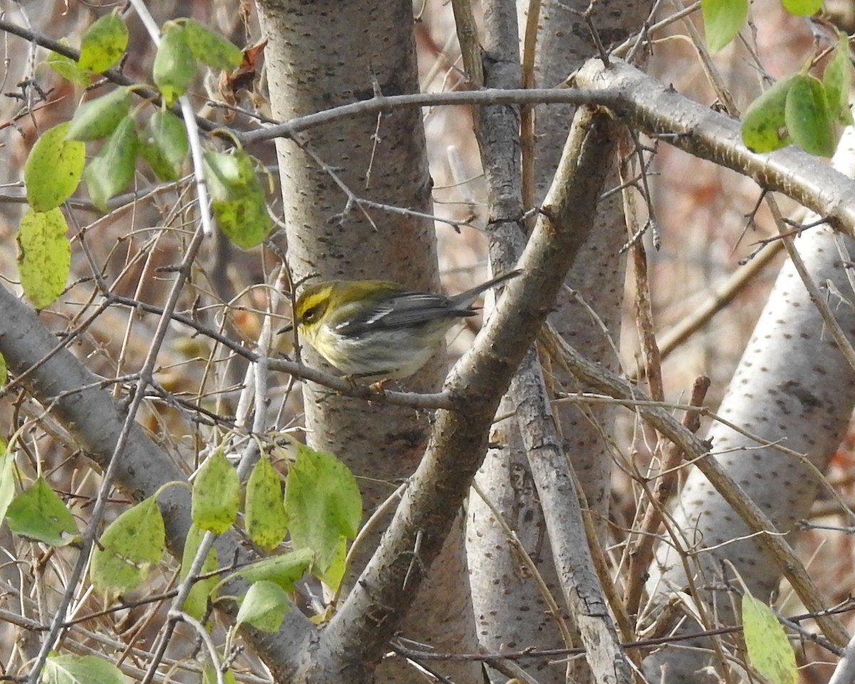 Townsend's Warbler - ML646202650