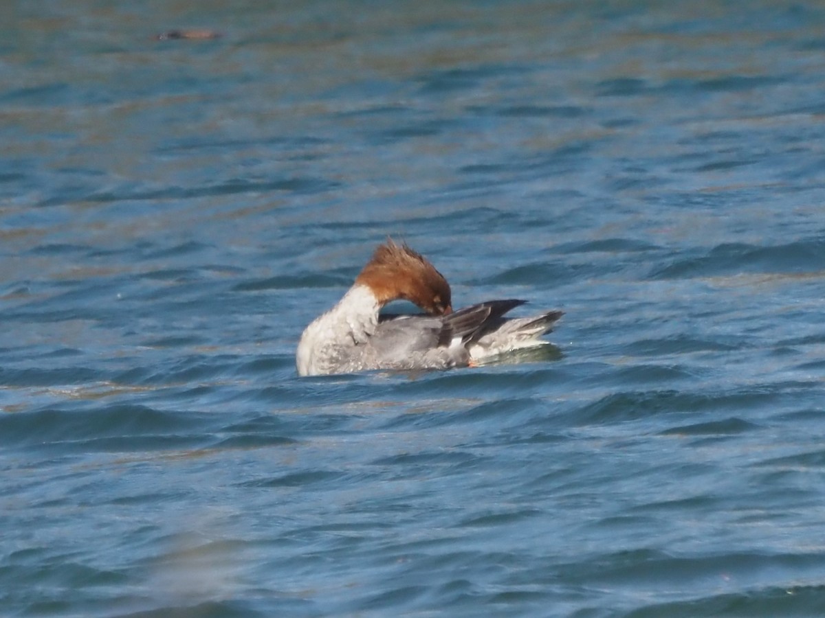 Common Merganser - ML646202655