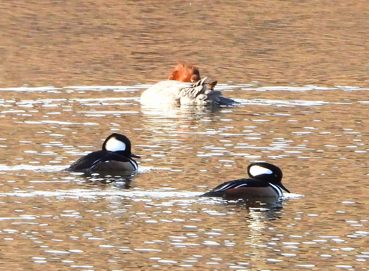 morčák chocholatý - ML646202660