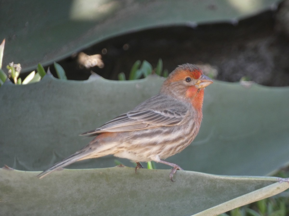 House Finch - ML646202661