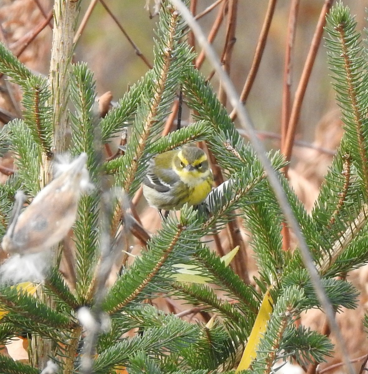 Townsend's Warbler - ML646202662