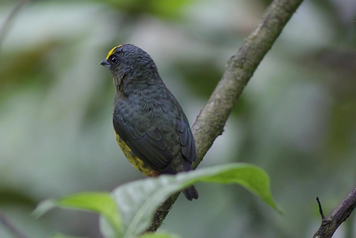 libohlásek Gouldův - ML646202663