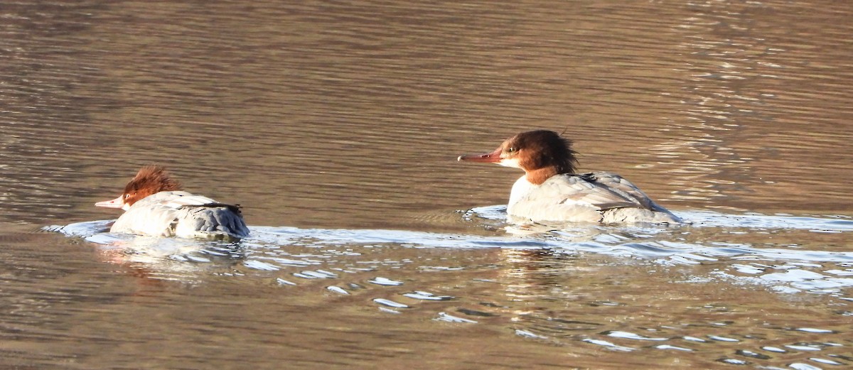 morčák velký - ML646202667