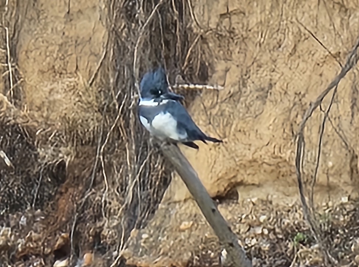 Belted Kingfisher - ML646202672