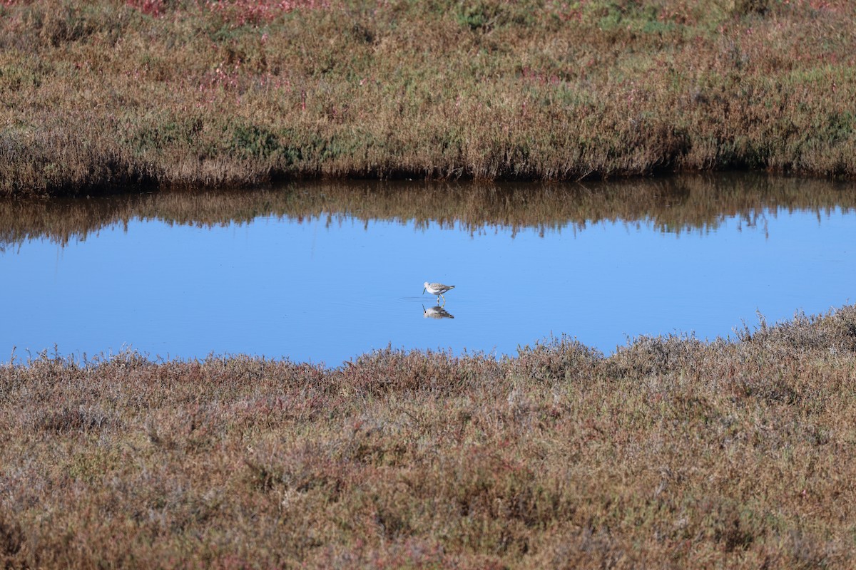 Greater Yellowlegs - ML646202674