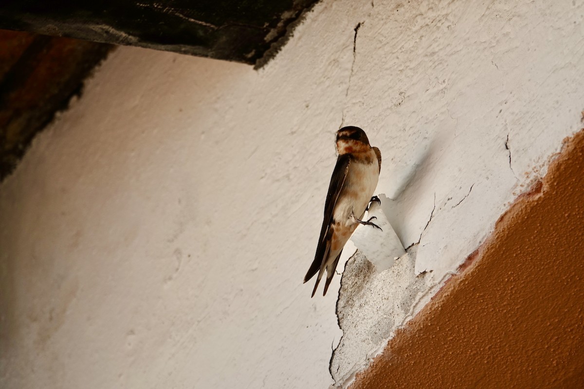 Ластівка сільська - ML646202675