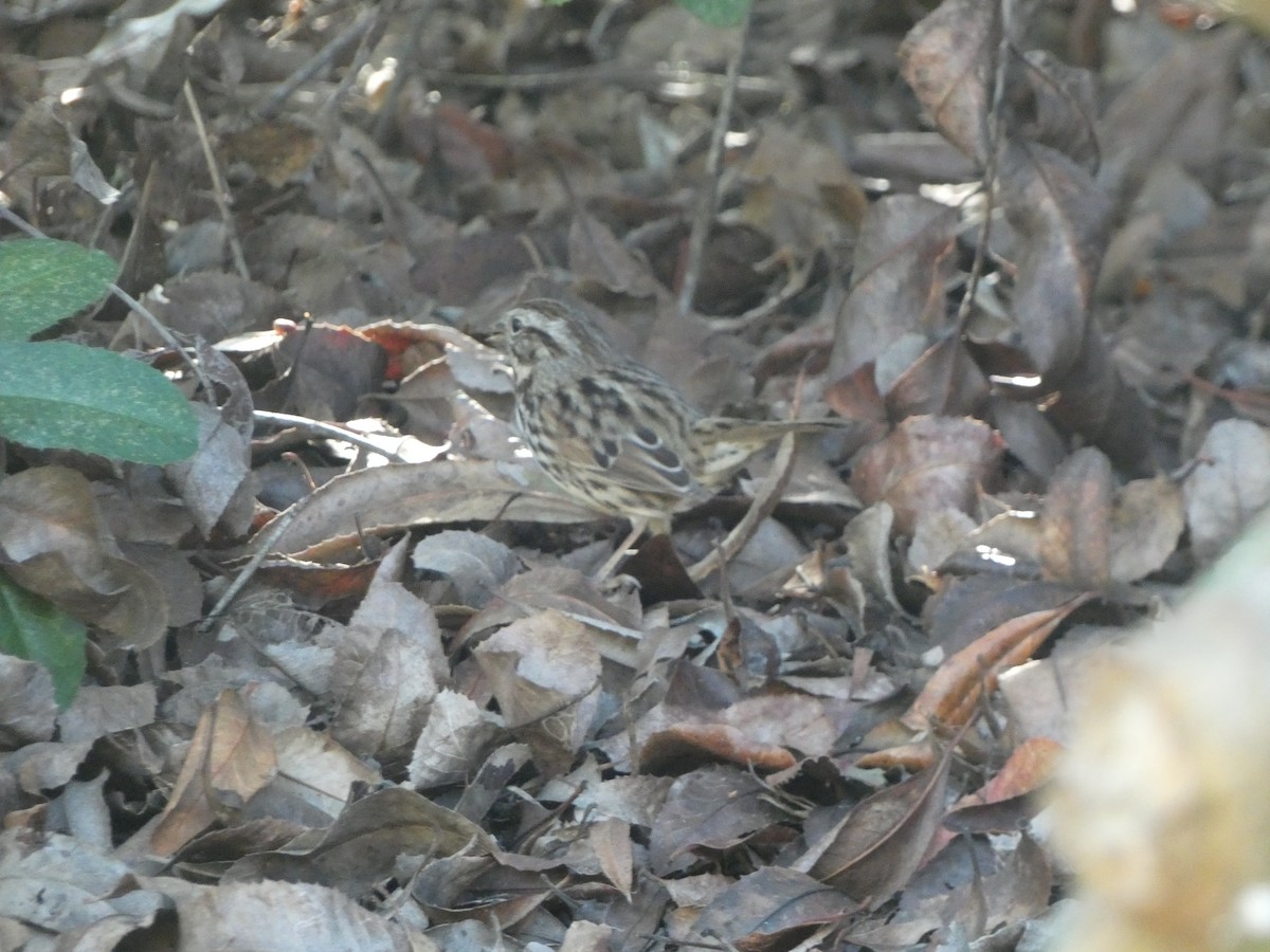 Song Sparrow - ML646202678