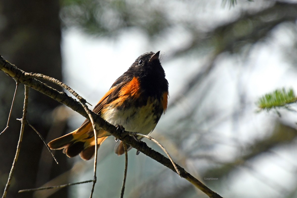 American Redstart - ML646202681
