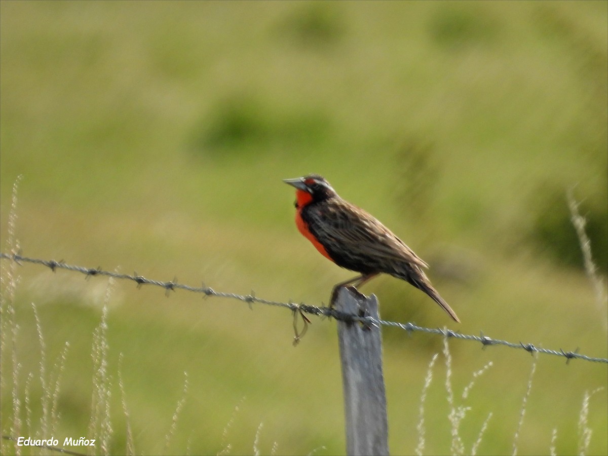 Long-tailed Meadowlark - ML646202683