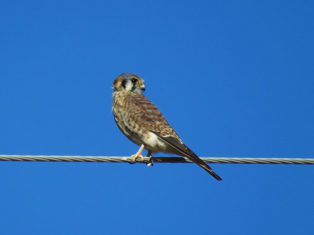 American Kestrel - ML646202684