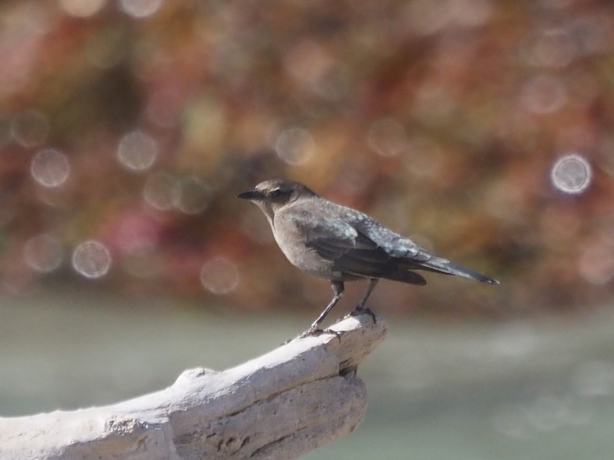 Brewer's Blackbird - ML646202685