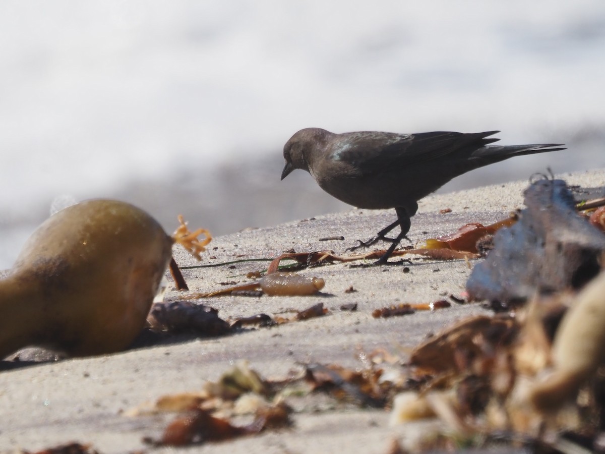 Brewer's Blackbird - ML646202686