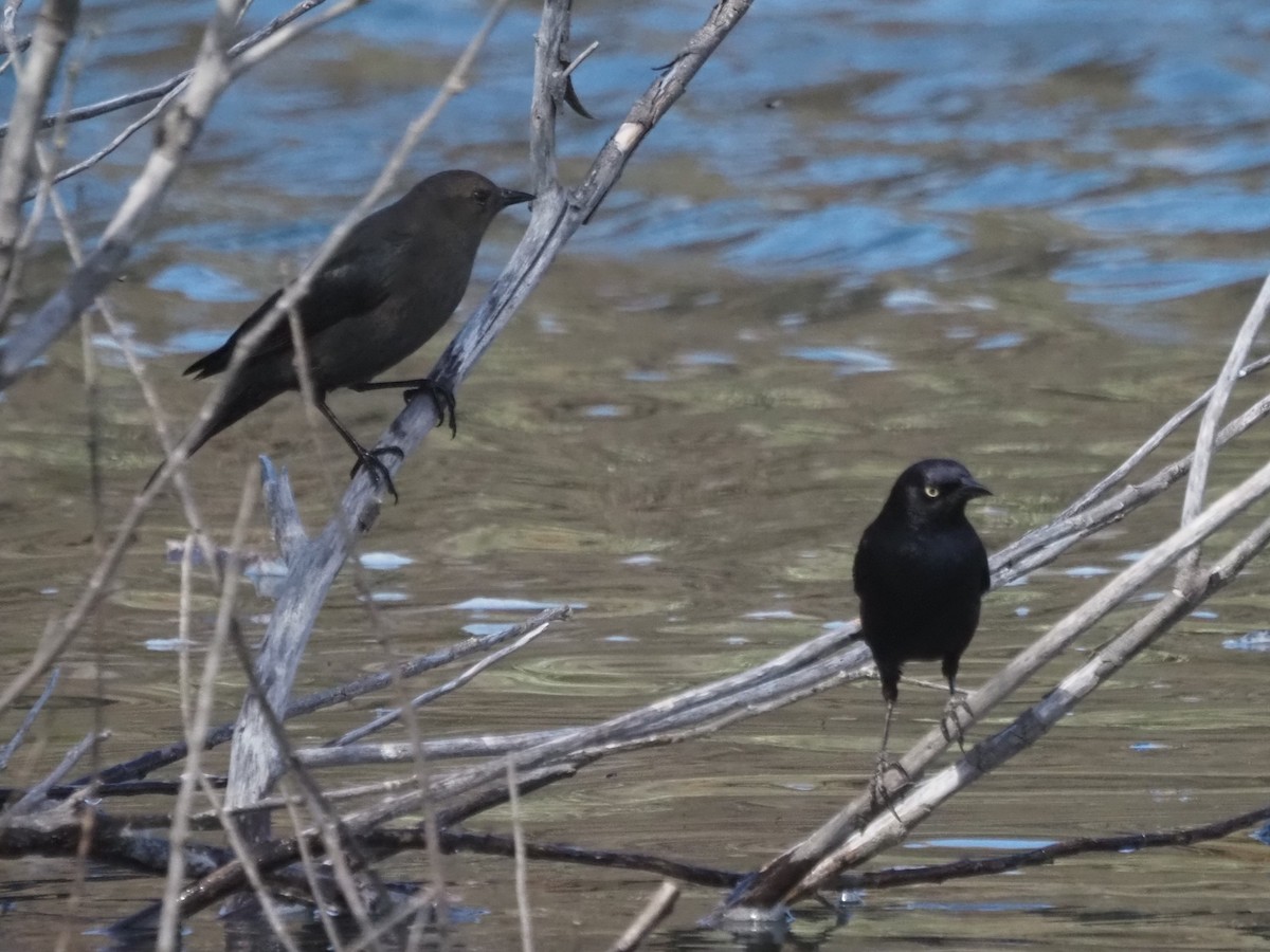 Brewer's Blackbird - ML646202687