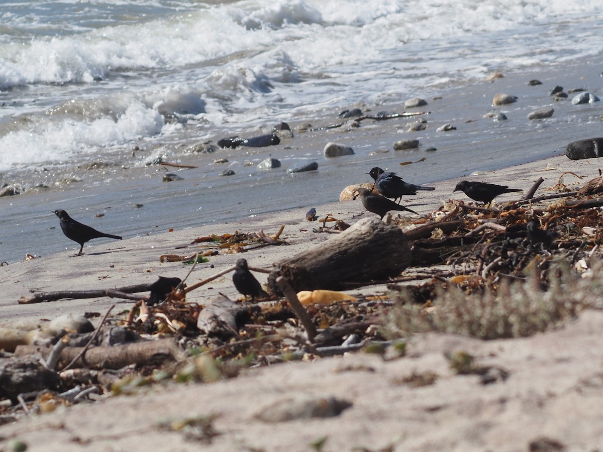 Brewer's Blackbird - ML646202688