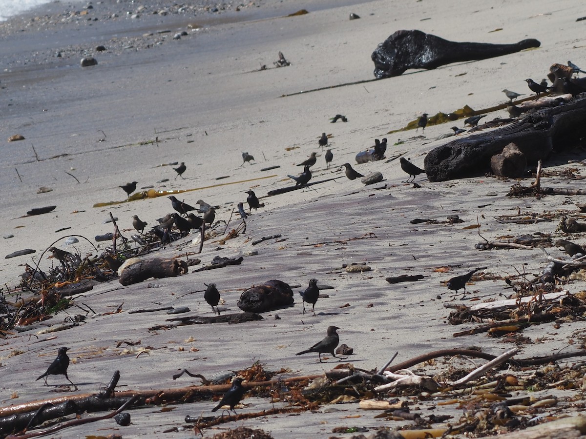 Brewer's Blackbird - ML646202689